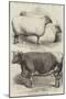 Prize Animals at the Smithfield Club Cattle Show-Harrison William Weir-Mounted Giclee Print