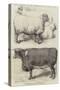 Prize Animals at the Smithfield Club Cattle Show-Harrison William Weir-Stretched Canvas