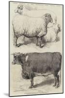 Prize Animals at the Smithfield Club Cattle Show-Harrison William Weir-Mounted Giclee Print