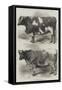 Prize Animals at the Smithfield Club Cattle Show-Harrison William Weir-Framed Stretched Canvas