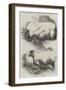 Prize Animals at the Smithfield Club Cattle Show-Harrison William Weir-Framed Giclee Print