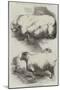 Prize Animals at the Smithfield Club Cattle Show-Harrison William Weir-Mounted Giclee Print