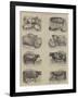 Prize Animals at the Smithfield Club Cattle Show-null-Framed Giclee Print