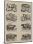 Prize Animals at the Smithfield Club Cattle Show-null-Mounted Giclee Print