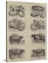 Prize Animals at the Smithfield Club Cattle Show-null-Stretched Canvas