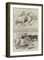 Prize Animals from the Cattle Show, at Paris-null-Framed Giclee Print