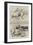 Prize Animals from the Cattle Show, at Paris-null-Framed Giclee Print