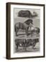 Prize Animals from the Royal Agricultural Society's Show in Battersea Park-Harrison William Weir-Framed Giclee Print