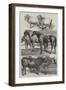 Prize Animals from the Royal Agricultural Society's Show in Battersea Park-Harrison William Weir-Framed Giclee Print