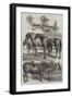 Prize Animals from the Royal Agricultural Society's Show in Battersea Park-Harrison William Weir-Framed Giclee Print