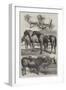 Prize Animals from the Royal Agricultural Society's Show in Battersea Park-Harrison William Weir-Framed Giclee Print