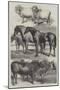 Prize Animals from the Royal Agricultural Society's Show in Battersea Park-Harrison William Weir-Mounted Giclee Print