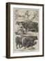 Prize Animals of the Smithfield Club Cattle Show-Harrison William Weir-Framed Giclee Print