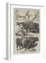 Prize Animals of the Smithfield Club Cattle Show-Harrison William Weir-Framed Giclee Print