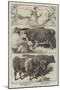 Prize Animals of the Smithfield Club Cattle Show-Harrison William Weir-Mounted Giclee Print