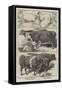 Prize Animals of the Smithfield Club Cattle Show-Harrison William Weir-Framed Stretched Canvas