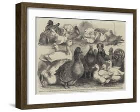 Prize Birds at the Birmingham Poultry Show-Harrison William Weir-Framed Giclee Print