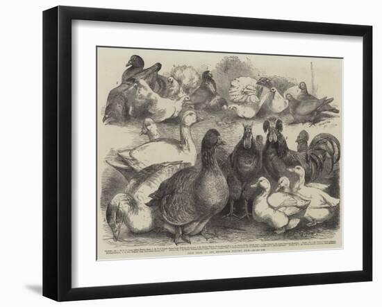 Prize Birds at the Birmingham Poultry Show-Harrison William Weir-Framed Giclee Print