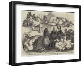 Prize Birds at the Birmingham Poultry Show-Harrison William Weir-Framed Giclee Print
