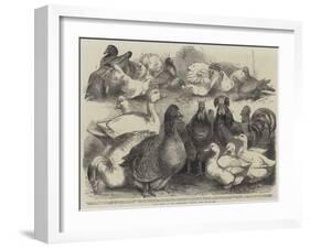 Prize Birds at the Birmingham Poultry Show-Harrison William Weir-Framed Giclee Print