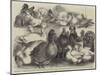 Prize Birds at the Birmingham Poultry Show-Harrison William Weir-Mounted Giclee Print