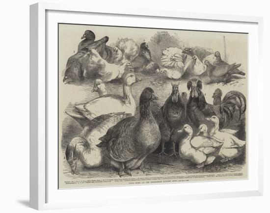 Prize Birds at the Birmingham Poultry Show-Harrison William Weir-Framed Giclee Print