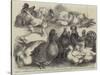 Prize Birds at the Birmingham Poultry Show-Harrison William Weir-Stretched Canvas