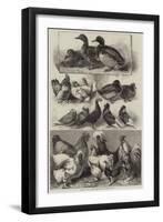 Prize Birds at the Birmingham Poultry Show-Harrison William Weir-Framed Giclee Print