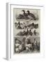 Prize Birds at the Birmingham Poultry Show-Harrison William Weir-Framed Giclee Print