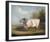 Prize Bull-W^A^ Davis-Framed Giclee Print