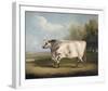 Prize Bull-W^A^ Davis-Framed Giclee Print