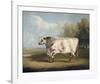 Prize Bull-W^A^ Davis-Framed Giclee Print