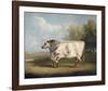 Prize Bull-W^A^ Davis-Framed Giclee Print