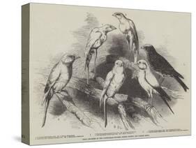 Prize Canaries at the Nottingham Poultry, Pigeon, Rabbit, and Canary Show-Harrison William Weir-Stretched Canvas