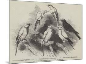 Prize Canaries at the Nottingham Poultry, Pigeon, Rabbit, and Canary Show-Harrison William Weir-Mounted Giclee Print