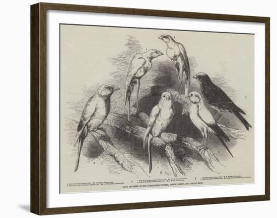 Prize Canaries at the Nottingham Poultry, Pigeon, Rabbit, and Canary Show-Harrison William Weir-Framed Giclee Print