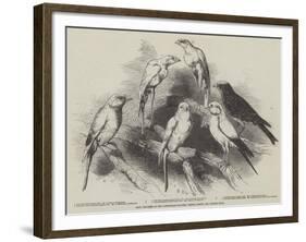 Prize Canaries at the Nottingham Poultry, Pigeon, Rabbit, and Canary Show-Harrison William Weir-Framed Giclee Print