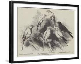 Prize Canaries at the Nottingham Poultry, Pigeon, Rabbit, and Canary Show-Harrison William Weir-Framed Giclee Print