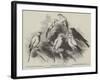 Prize Canaries at the Nottingham Poultry, Pigeon, Rabbit, and Canary Show-Harrison William Weir-Framed Giclee Print