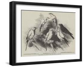 Prize Canaries at the Nottingham Poultry, Pigeon, Rabbit, and Canary Show-Harrison William Weir-Framed Giclee Print