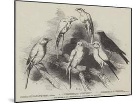 Prize Canaries at the Nottingham Poultry, Pigeon, Rabbit, and Canary Show-Harrison William Weir-Mounted Giclee Print