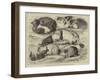 Prize Cats, Rabbits, and Guinea-Pigs, at the Alexandra Palace Show-null-Framed Giclee Print
