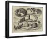 Prize Cats, Rabbits, and Guinea-Pigs, at the Alexandra Palace Show-null-Framed Giclee Print