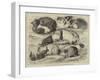 Prize Cats, Rabbits, and Guinea-Pigs, at the Alexandra Palace Show-null-Framed Giclee Print