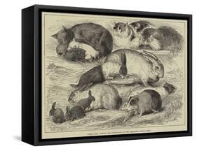 Prize Cats, Rabbits, and Guinea-Pigs, at the Alexandra Palace Show-null-Framed Stretched Canvas