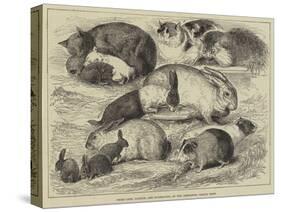 Prize Cats, Rabbits, and Guinea-Pigs, at the Alexandra Palace Show-null-Stretched Canvas