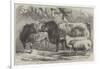 Prize Cattle and Sheep at the Royal Agricultural Society's Show, at Leicester-Samuel John Carter-Framed Giclee Print