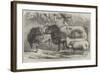 Prize Cattle and Sheep at the Royal Agricultural Society's Show, at Leicester-Samuel John Carter-Framed Giclee Print