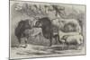 Prize Cattle and Sheep at the Royal Agricultural Society's Show, at Leicester-Samuel John Carter-Mounted Giclee Print