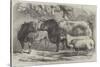 Prize Cattle and Sheep at the Royal Agricultural Society's Show, at Leicester-Samuel John Carter-Stretched Canvas